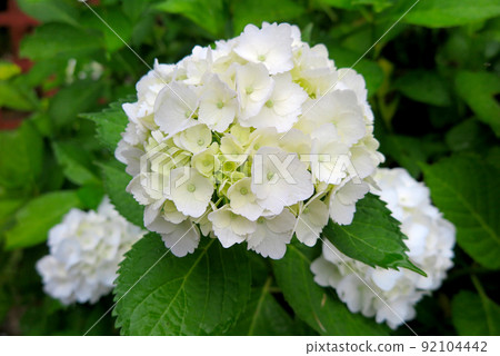A natural background image featuring hydrangeas wet with rain. A natural background image featuring hydrangeas wet with rain. 92104442