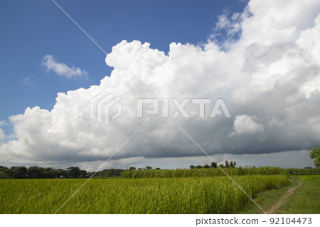 Beautiful Green rice fields with contrasting Cloudy skies Beautiful Green rice fields with contrasting Cloudy skies 92104473