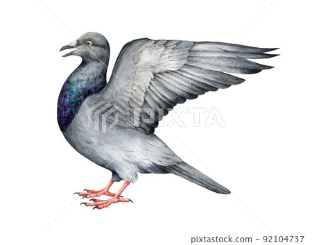 Pigeon bird with raised wing. Watercolor illustration. Bird figure with a wing to study the anatomy and structure of the wing. Bird realistic image with detailed feathers. White background 92104737