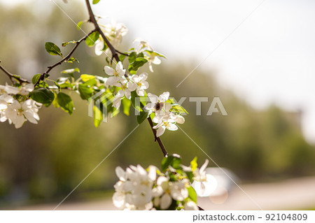 White apple tree blossom in spring at sunset. Bees fly, collect nectar White apple tree blossom in spring at sunset. Bees fly, collect nectar 92104809