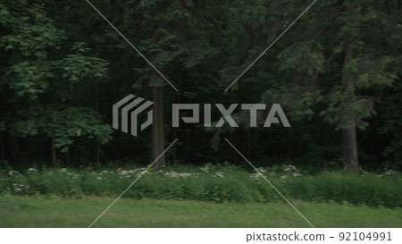 driving plate side view of mixed forest in summer smooth ride 92104991