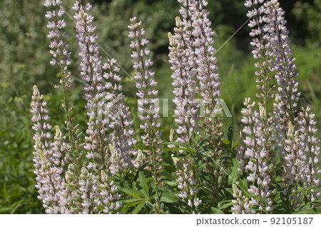 Pink lupin flowers, close up shot Pink lupin flowers, close up shot 92105187