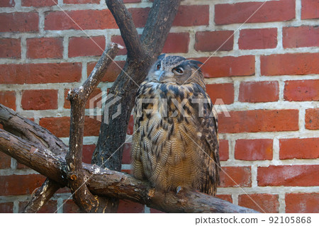 A beautiful owl sits on a tree. Wild birds. A beautiful owl sits on a tree. Wild birds. 92105868