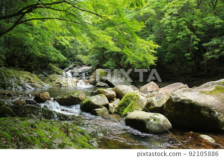 愛媛縣松野町滑床峽谷風光 92105886