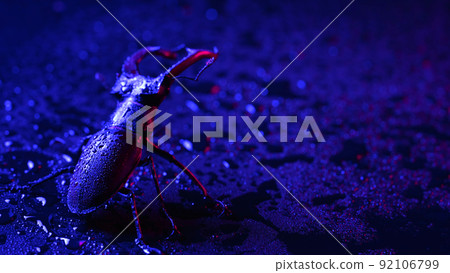 Horned beetle deer on blue wet surface with rain drops. Beautiful insect listed in Red List, largest 92106799