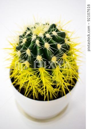 Yellow cactus in a white pot 92107616