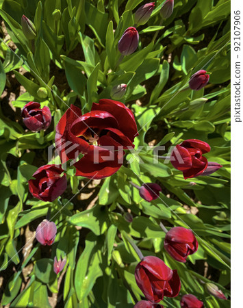 Natural background of beautiful summer tulips. spring tulips 92107906