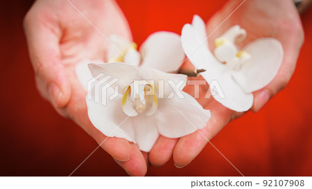 large white orchid flowers in female palms large white orchid flowers in female palms 92107908