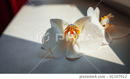 large white orchid flowers on a brown background 92107912