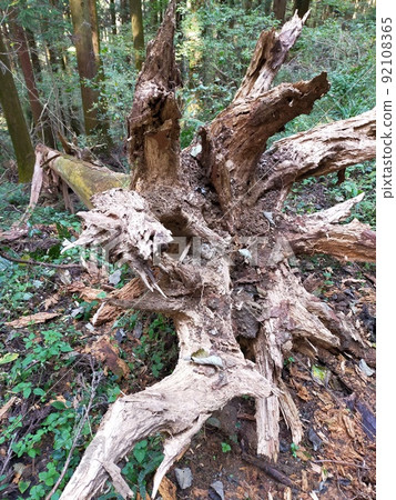 Climbing in Saitama Prefecture Fallen tree roots 92108365