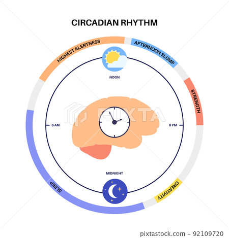Sleep wake cycle 92109720