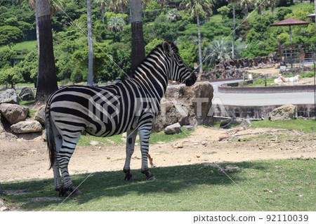Scenery of a zoo with Chapman zebras in the shade Scenery of a zoo with Chapman zebras in the shade 92110039