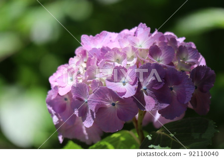聚焦粉紅色繡球花的特寫鏡頭 92110040