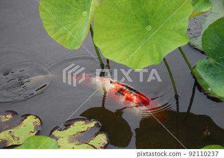 Scenery of a pond with green lotus leaves and Nishikigoi 92110237