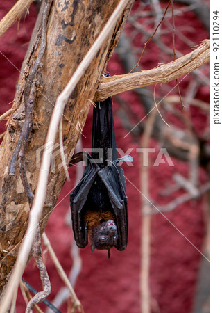 Flying fox hangs on tree branch head down covered with wings 92110294