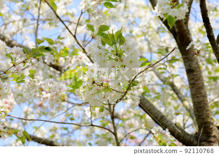Oshima cherry blossoms 92110768