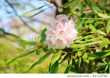 杜鵑花 92110769