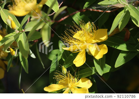 Flowering landscape of Hypericum ascyron (Hypericum ascyron) with green leaves and yellow petals 92110786