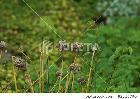 以乾花的形式細香蔥花 以乾花的形式細香蔥花 92110790