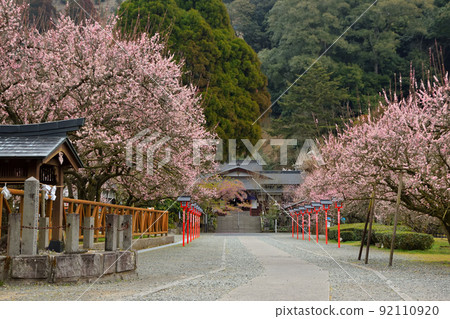 Fujikawa Tenjin's Wol Dragon Fujikawa Tenjin's Wol Dragon 92110920