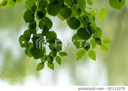 Shining young leaves Shining young leaves 92111079