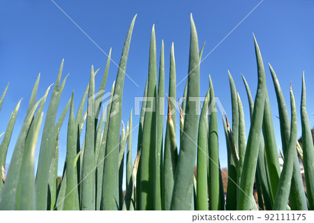 Onion field Onion field 92111175