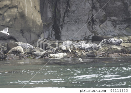 Harbor seal resting on a rock Harbor seal resting on a rock 92111533