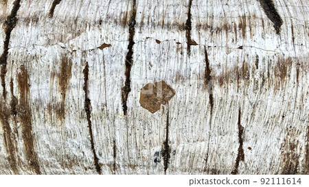 Birch tree surface 92111614