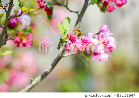 花中花 花中花 92111644