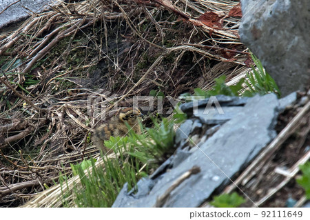 Grouse chicks I saw at Tateyama Murodo 92111649