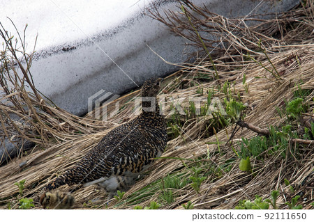 Adult female grouse seen at Tateyama Murodo 92111650
