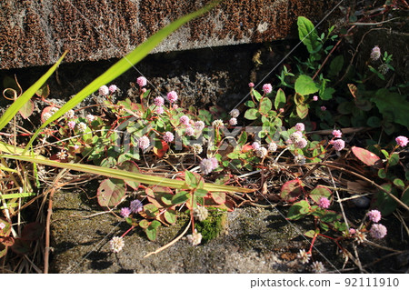 紅三葉草，一種生長在地上的可愛野花 92111910