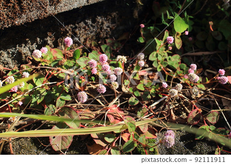 紅三葉草在喇叭中綻放 92111911