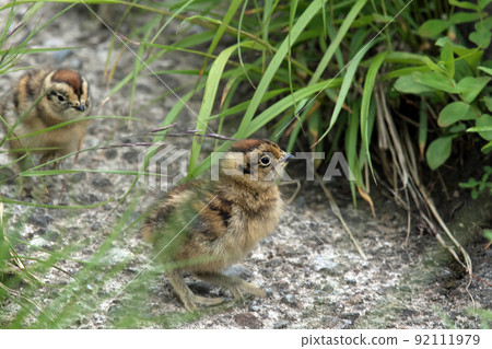 Grouse chicks I saw at Tateyama Murodo 92111979