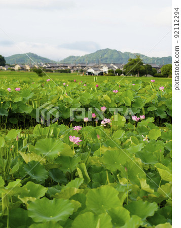 Lotus pond at the site of Fujiwara Palace Lotus pond at the site of Fujiwara Palace 92112294