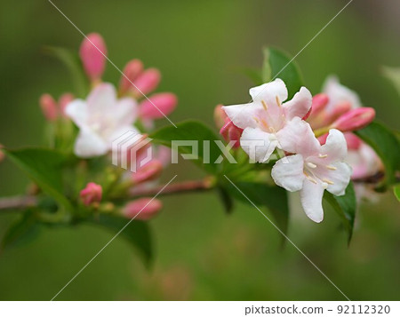 Weigela coraeen flowers that have bloomed 92112320