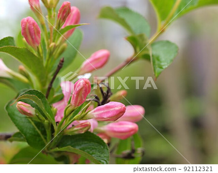 Weigela coraeen buds just before flowering 92112321