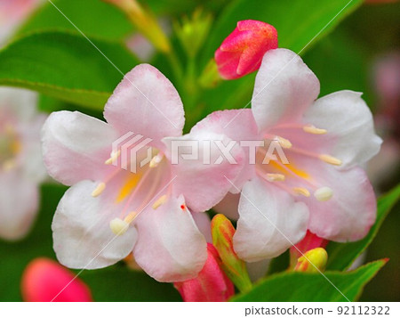 Weigela coraeen flowers that have bloomed 92112322
