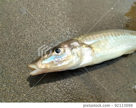 盛夏捕獲的一條大鱈魚 盛夏捕獲的一條大鱈魚 92113098