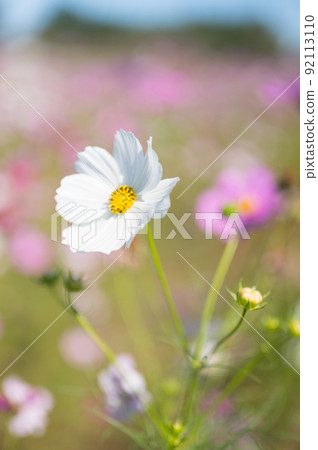 代表秋天的花,原產於墨西哥的一年生植物 Cosmos / 代表秋天的花,原產於墨西哥的一年生植物 Cosmos / 92113110