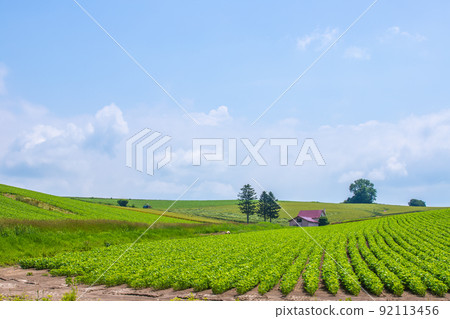 北海道美瑛町，紅屋頂的房子 92113456