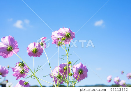 代表秋天的花，原產於墨西哥的一年生植物 Cosmos / 92113552