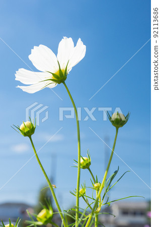 代表秋天的花，原產於墨西哥的一年生植物 Cosmos / 92113686