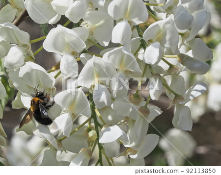Satoyama white wisteria flowers and carpenter bees 92113850