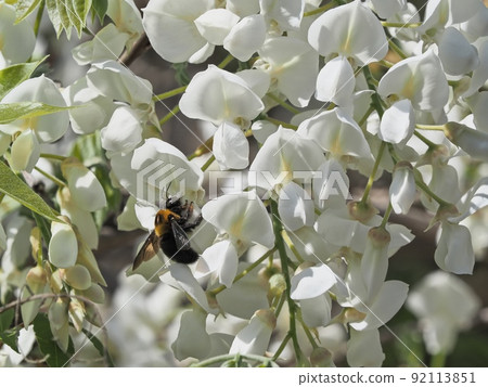 Satoyama white wisteria flowers and carpenter bees Satoyama white wisteria flowers and carpenter bees 92113851