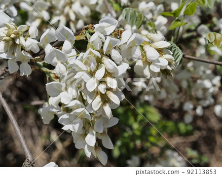 Satoyama white wisteria flowers Satoyama white wisteria flowers 92113853
