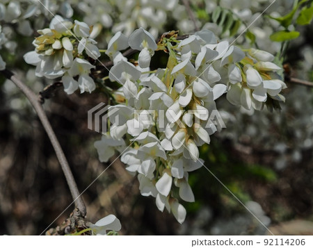 Satoyama white wisteria flowers 92114206