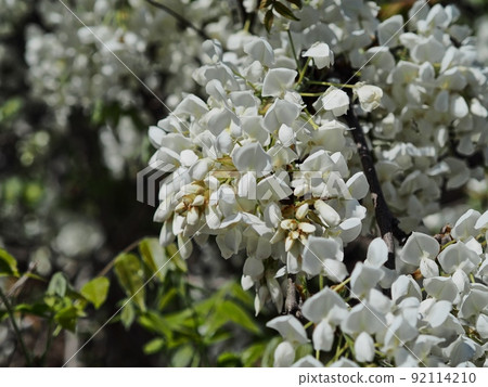Satoyama white wisteria flowers 92114210