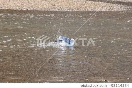 EOS5D. Hiroshima Kure, splash of seagulls. 92114384