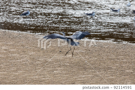 EOS5D. Hiroshima Kure, a gray heron landing. EOS5D. Hiroshima Kure, a gray heron landing. 92114591